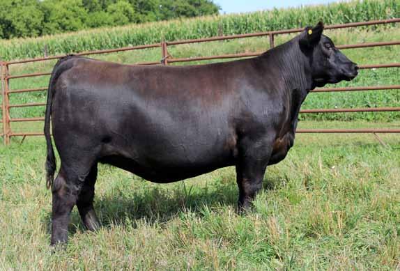 This female is going to be super broody and super low maintenance. You can utilize this heifer in different parts of the country and still get the same outcome you want, making money.