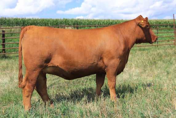 If you are looking for an exciting pedigree to utilize in your herd then this is the female for you! A Young Gun female that is unlike any other Young Gun we have seen.