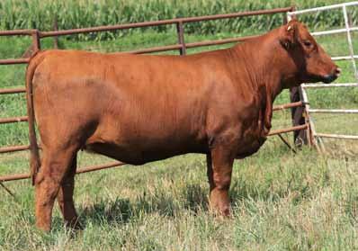 7 54 89 20 1 10 7 3 0.63 0.12 23 0.06 0.03 Over the last three years we have been working on incorporating some Black Angus genetics into our Red Angus pedigrees.