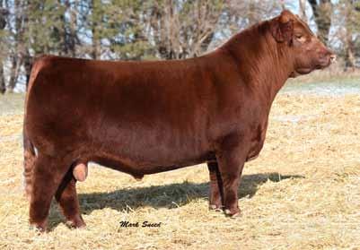 3 52 79 22-11 10 3 3 0.17-0.21 16 0.51-0.03 A very intriguing pedigree and an even more intriguing heifer. This fall born heifer has always been a standout.