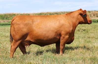 Her sire is Soo Line Motive 9016 and she is out of a Glacier Logan 210 dam.