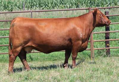 01 Lot 63 A good looking Mulberry daughter just getting to the prime of her life. Our Durango calves have been really good looking from the side but wanted a little more from behind.