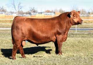 46 Ref H2R PROFITBUILDER B403 Red Angus DOB: 01/30/14 Reg: 1683223 HXC CONQUEST 4405P LSF TAKEOVER 9943W LSF WIDELOAD R5014