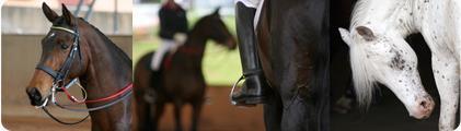 Overview of Presentation What is Equitation Science?