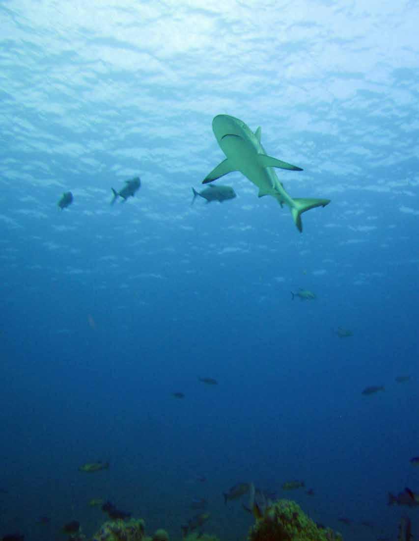 What is PIPA Protecting? Sharks PIPA is home to robust shark populations compared to the rest of the world, which has seen drastic declines in some shark species.