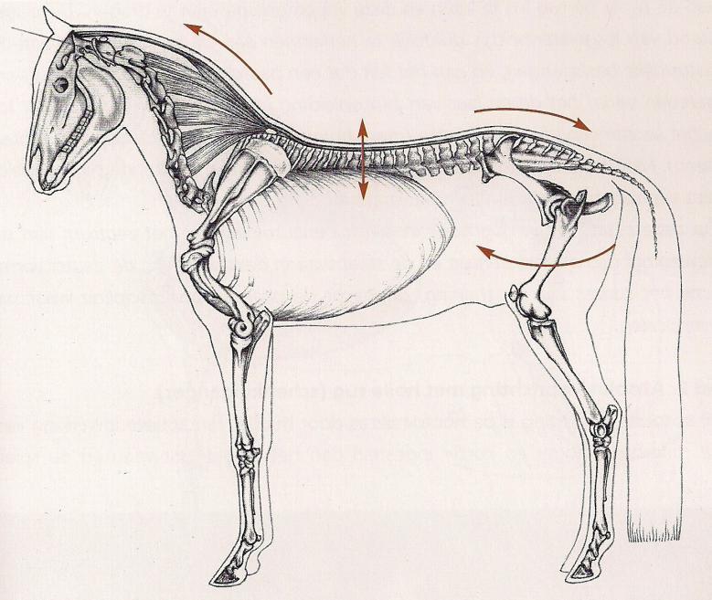 Weak Multifidus allows spine to dip Strong Multifidus keeps the spine flat Simply asking the horse for more forward effort in an effort to engage the quarters will not build the Multifidus system,