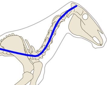 A secondary effect of the spine losing elasticity is that kinetic force is thrown forwards towards the shoulders as it can no longer be absorbed through the horse's centre.