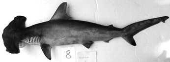 Ind.Fish.Res.J. Vol.21 No.2 December 2015 : 91-97 composition and sex ratio) of the scalloped hammerhead, from coastal fisheries in Eastern Indian Ocean.