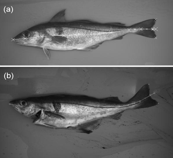 Fig. 3 - (a) Fish length calculation of fork and total length, is not affected by fins and other protuberances; (b) Fish length calculation is not affected by gutting or soiled background.