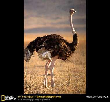 It can grow to be 3 yards tall. She knows that the height of her favorite basketball player is 7 feet. Who is taller, the basketball player or ostrich?