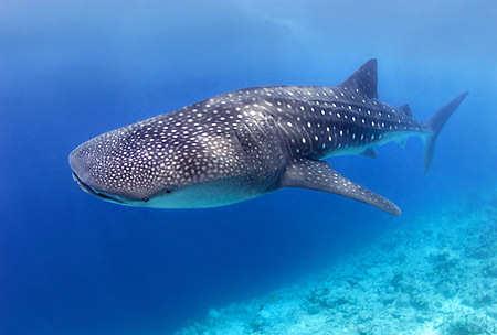 55 Ed wonders if the largest shark, the whale shark, will fit in the classroom. The whale shark is 50 feet long. Ed knows that his classroom is 15 yards long.