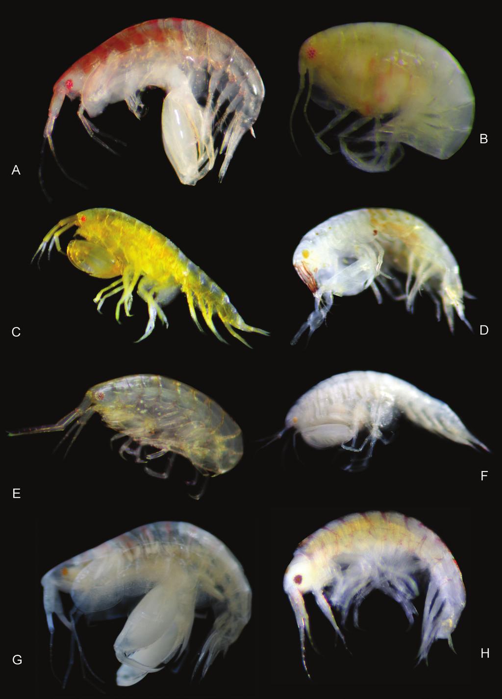 42 Kristine N. White & James Davis Reimer / ZooKeys 173: 11 50 (2012) Figure 15. Color plate of new leucothoid amphipod species. A Anamixis sentan sp. n. anamorph male B Anamixis sentan sp. n. leucomorph female C Leucothoe enko sp.