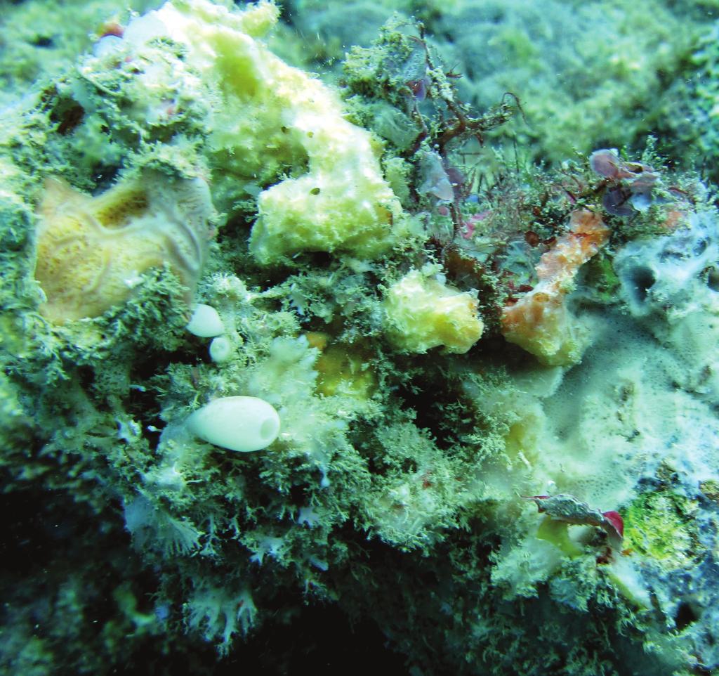 Commensal Leucothoidae (Crustacea, Amphipoda) of the Ryukyu Archipelago, Japan. 43 Figure 16. Sponge-filled coral rubble.