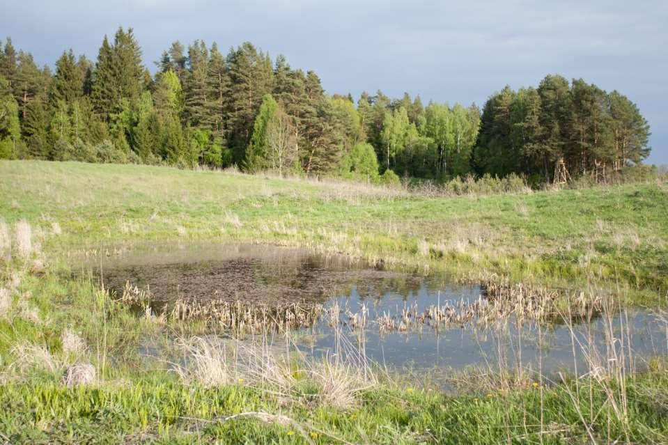 4-5 year old pond near Petroškos.