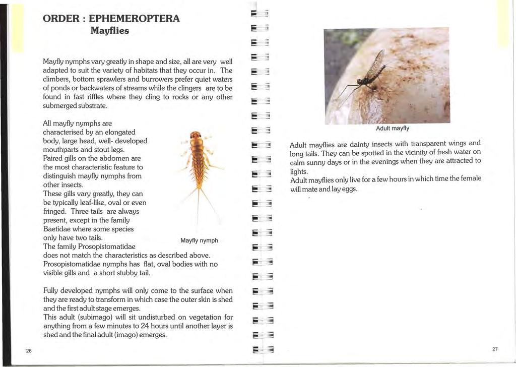 ORDER:EPHEMEROPTERA Mayflies 1 - Mayfly nymphs vary greatly in shape and size, all are very well adapted to suit the variety of habitats that they occur in.