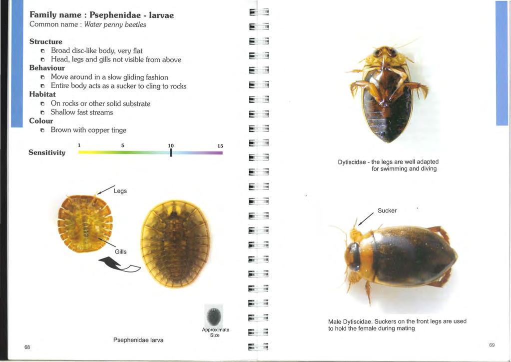 Family name : Psephenidae - larvae Common name : Water penny beetles Broad disc-like body, very flat Head, legs and gills not visible from above Move around in a slow gliding fashion Entire body acts