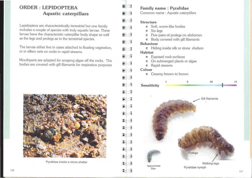 ORDER : LEPDOPTERA Aquatic caterpillars Lepidoptera are characteristically terrestrial but one family includes a couple of species with truly aquatic larvae.