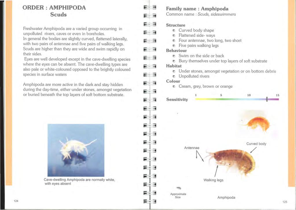 ORDER AMPHPODA Scuds Freshwater Amphipoda are a varied group occurring in unpolluted rivers, caves or even in boreholes.