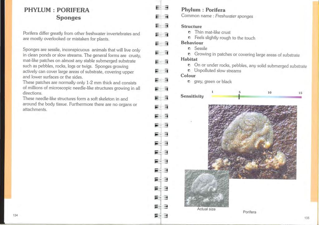 PHYLUM : PORFERA Sponges Porifera differ greatly from other freshwater invertebrates and are mostly overlooked or mistaken for plants.