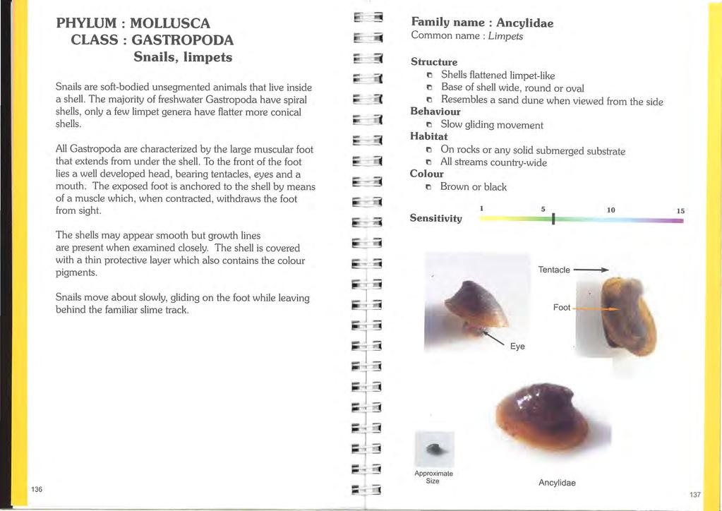 PHYLUM : MOLLUSCA CLASS:GASTROPODA Snails, limpets Snails are soft-bodied unsegmented animals that live inside a shell.