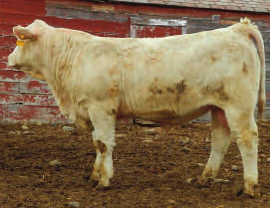 Ranch-Raised, Rancher Approved Lot 1 21st Annual Charolais Bull Sale Tuesday, March 4, 2014