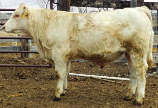 Lot ID P/S/D Sire Dam/MGS BD BW Adj. WW/ Ratio ADG Adj. YW/Ratio EPD EPD EPD 54 3G1 P 016 918/TE 5-2-13 84 691/110 2.9 1155/96 0.6 24 31 *Young calf that is coming along good.
