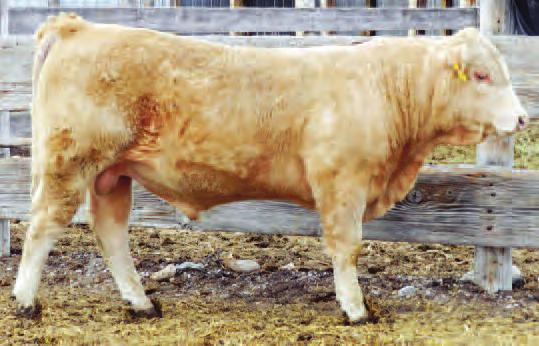 4 35 46 *Morgan Charolais Consignment - Light BW calf with excellent eye appeal - light scurs 3 310 P Max 416/Just 3-17-13 90 730/116 3.8 1338/112-1.