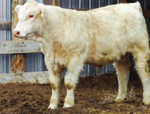 29 3295 P 818 8-55B/504 4-21-13 90 690/110 3.1 1186/99 0.7 23 26 *Thick, nice calf. 30 3266 P BIG 627/Norb 4-15-13 95 679/108 4.5 1399/117 1.5 25 45 *Awesome performer and eye appeal as well!