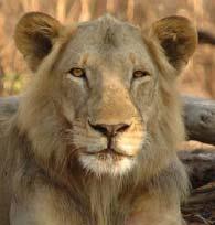 leo) in Mozambique Conservation Strategy and