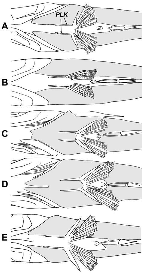 278 S. Kimura et al. Fig. 4. Dark blotch on the tip of spinous dorsal fin. A Leiognathus jonesi, MUFS 14518, 48mm SL. B Leiognathus kupanensis, holotype, NSMT-P 69427, 80mmSL.
