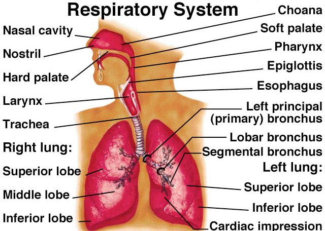 Respiratory System -Training Handout Karen L.