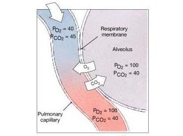 Respiratory Capacities values determined by adding two or more of the respiratory volumes Vital Capacity (VC) maximum amount of air that can be expired after taking the deepest breath possible (4500