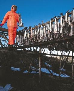 t he Norwegian fisheries industry in an international perspective From 1950 to 1970 the total global catch of fish increased by about 7% annually. In 1970, the catch totalled about 60 million tonnes.