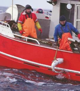 t he fishermen From 1960 to 1975, the total number of fishermen in Norway declined from about 61,000 to about 35,000. In 1995 the figure was almost 24,000.
