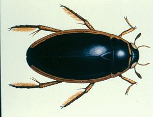 VERY TOLERANT OF POND WATER QUALITY A Diving Beetle Adult: Traps air between its wings and