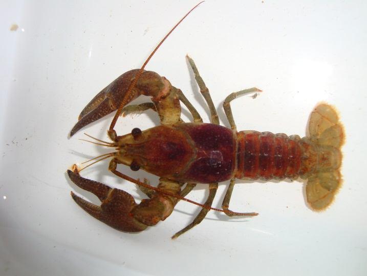 (Crustaceans) Crayfish: Crayfish are a relative of lobsters. They are nocturnal, doing most of their hunting at night. The head has a sharp snout, and the eyes are on movable stalks.