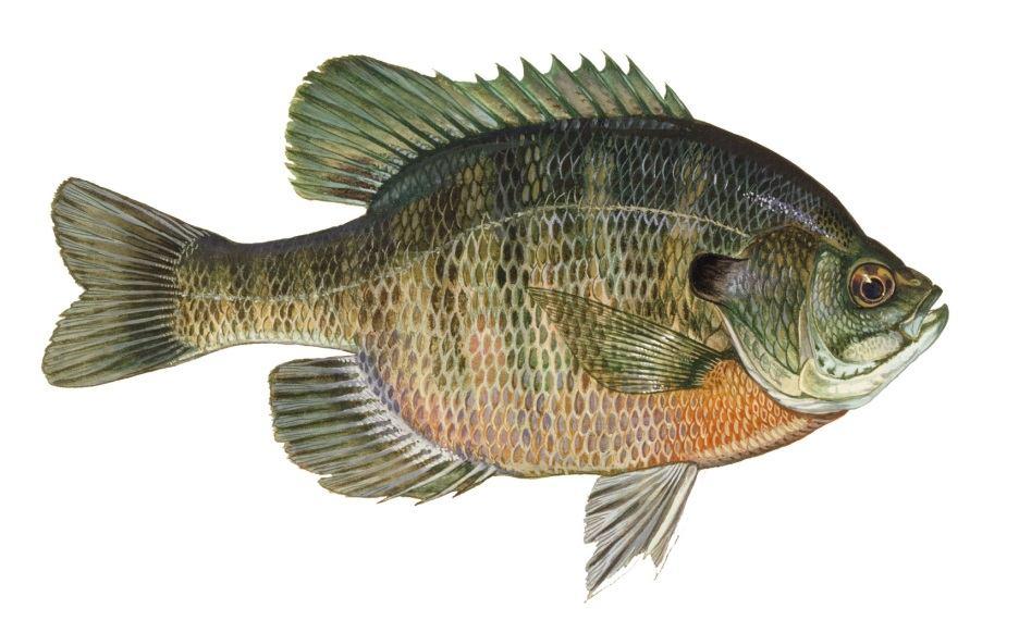 (Fish) Bluegills prefer clear lakes and ponds with adequate aquatic vegetation to avoid predation by other fish. Bluegills eat mostly aquatic insects and larvae.