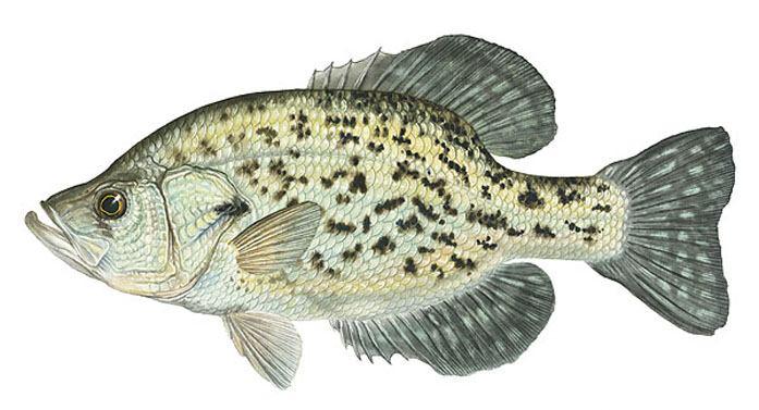 White Crappie diets consist mostly of smaller fish (e.g., minnows), but they will also feed on aquatic insects, larvae, worms, and crustaceans. It is impossible to distinguish a male from a female.