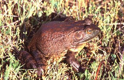 (Amphibians) Frogs: The Bullfrog is olive or brown with green on the head. The bullfrog is the largest frog in North America, reaching a length of 8.
