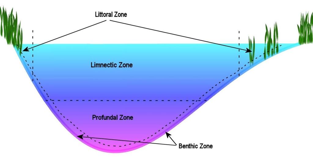 Layers of the Pond: The water in a pond is layered according to temperature, oxygen and life. The topmost zone near the shore of a pond is the littoral zone.
