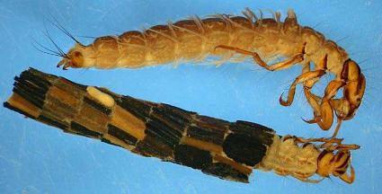 Larva: Only feeds on liquids, since it does not have well-developed mouthparts.