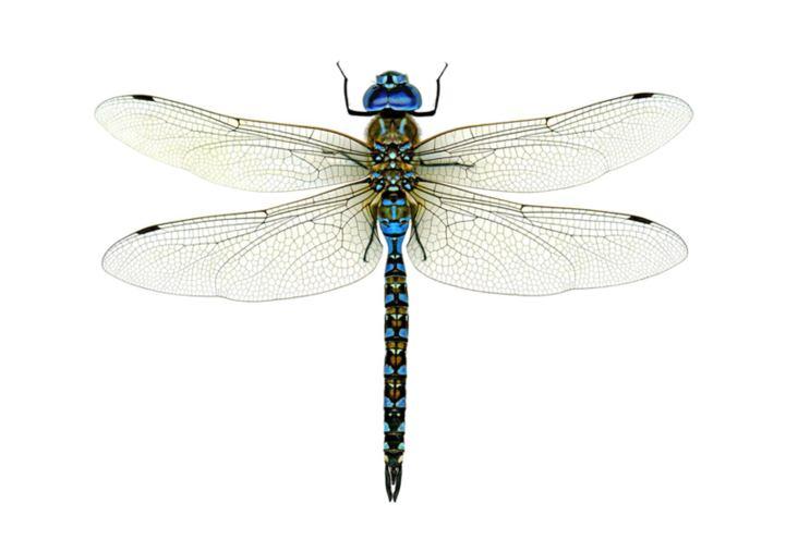 SENSITIVE TO POND WATER QUALITY Adult Identification Larvae Identification A Dragonfly Adult: A Dragonfly Larva: Is often found