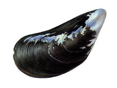 Is found in the water. - A Mussel: Has two shells connected by a hinge-like ligament.