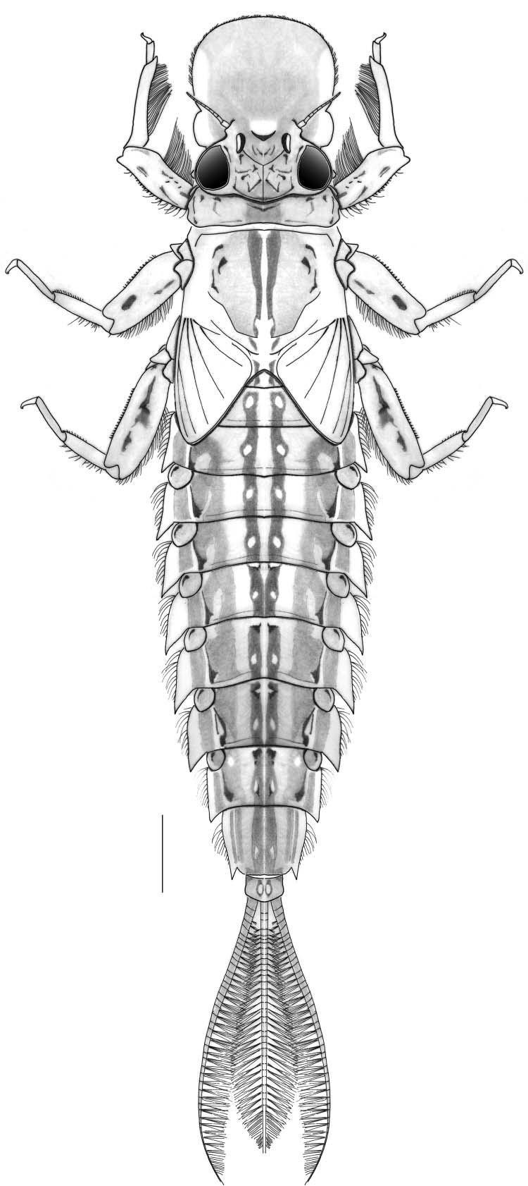 Oligoneurioides amazonicus (Ephemeroptera: Oligoneuriidae) 143 Posterior margin of sternum VII of female shallowly concave; sternum IX posteromedially extended and broadly cleft (Figure 7).
