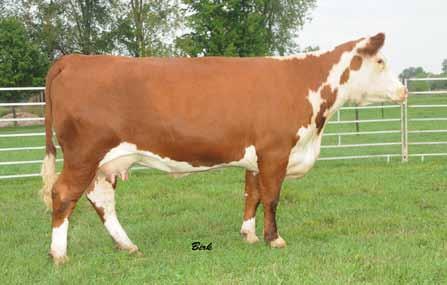 Lot 6 This is a beautiful Kilo daughter out of a Jimmy Johnson Red Hills Farm dam.