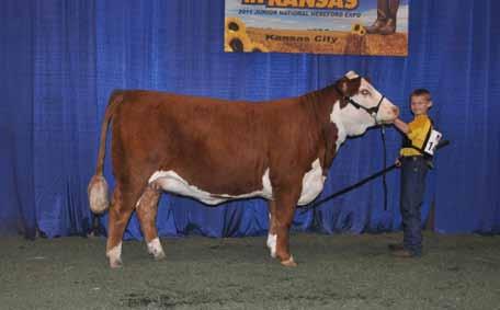 Lot 2 - Same cow family as Lot 7 This young Kilowatts is from the same cow family as our choice lot 2.