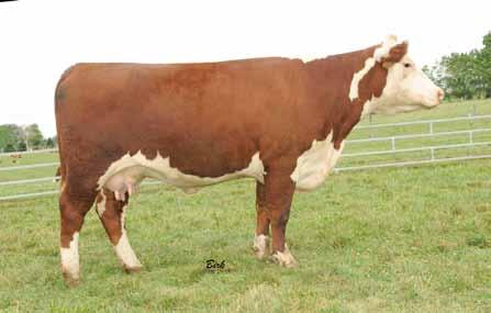 Lot 9 Daughter sells as Lot 8 Another member of the Julie cow family and the dam of lot 8. Her sire is a maternal brother to Git-R-Done and did a super job as a herd sire.