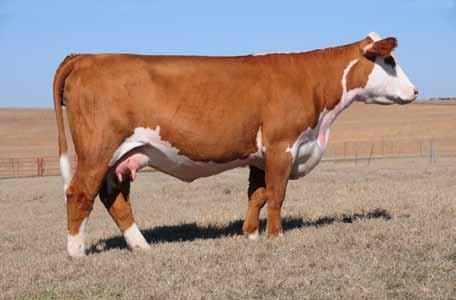 Lot 12 A daughter of Jon Blinn s Junior national champion female and Star Lake donor 511P. She is red eyed, sweet uddered and sports one of the fanciest heifer calves at side.