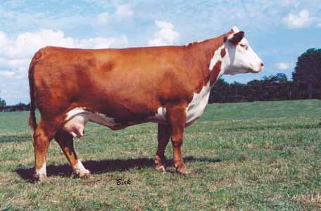 IMR Dominette 4026- Dam of Lot 15 & Embryos 41F This is a daughter of our Indian Mound donor dam 4026 who produced many good ones for Ridgeview.