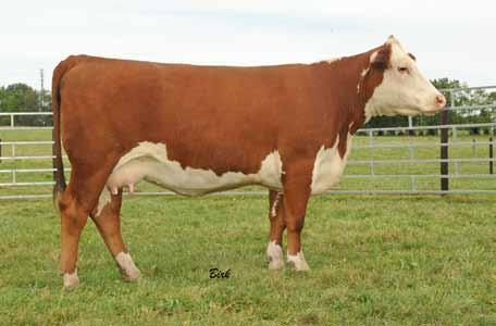 STAR PPL Poweriffic Gngr 186U et- Dam of Lot 16 Another member of the Ginger Gal 511P family that is sure going to have friends on sale day.